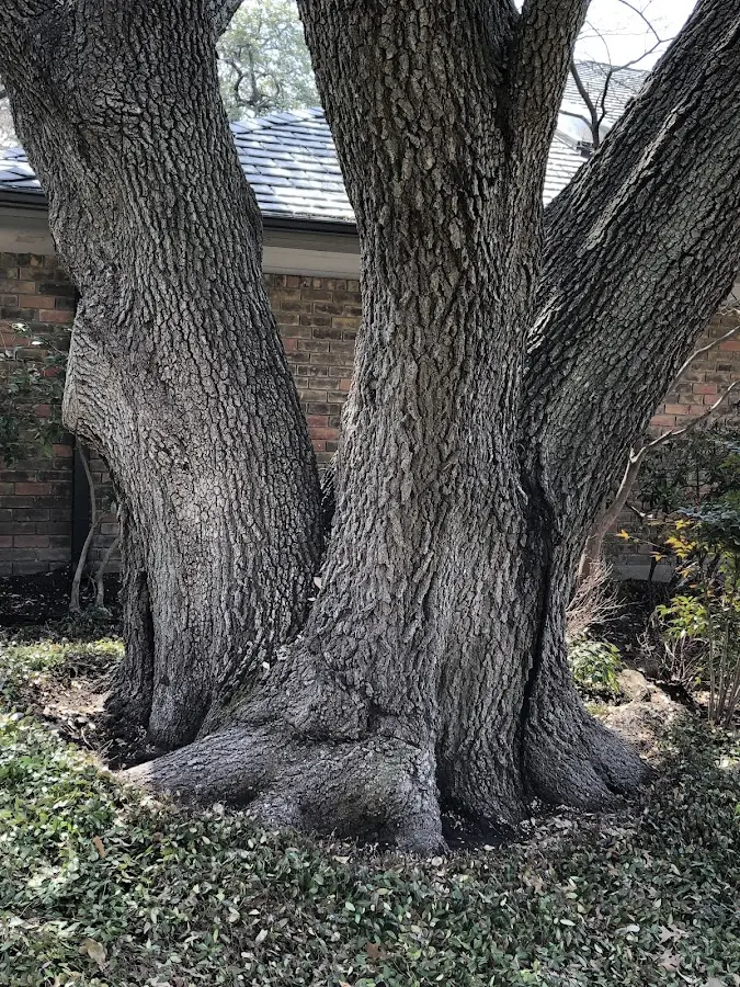 Mature heritage tree close to a Miami property cared for by certified arborists